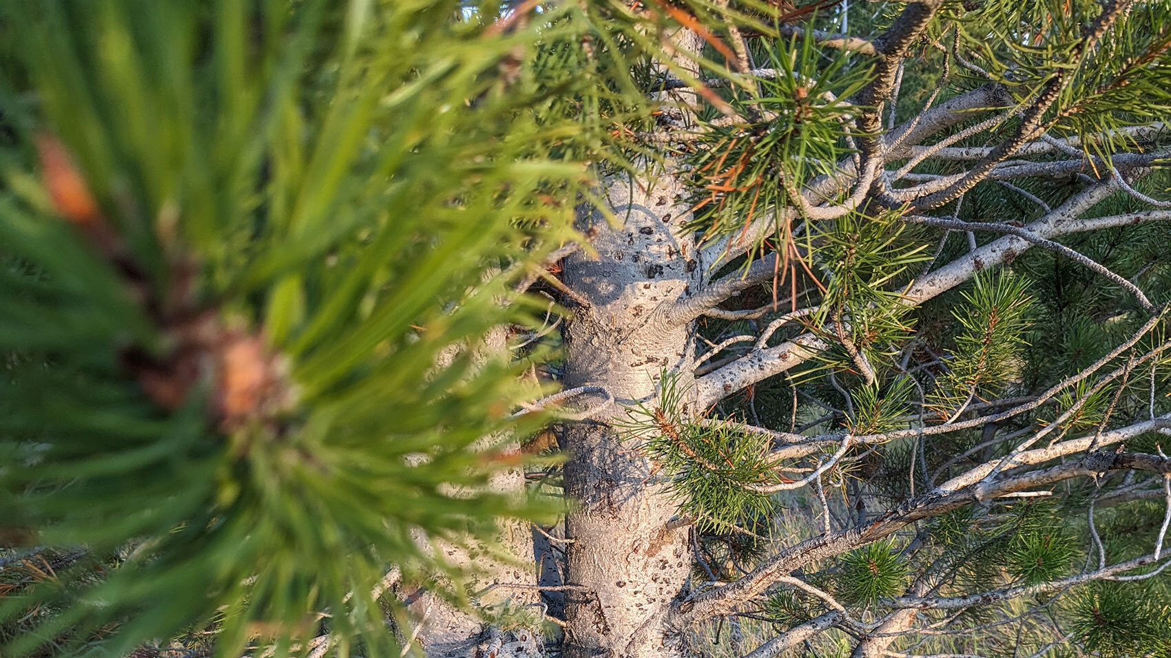 Thumbnail Pine tree